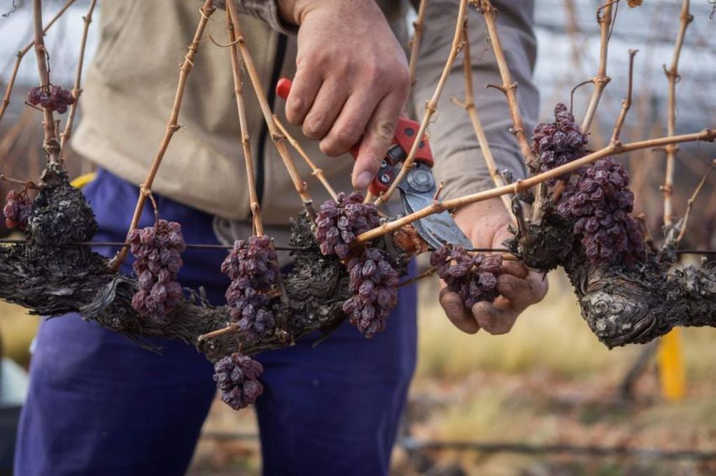El arte de la cosecha tardía para vinos especiales