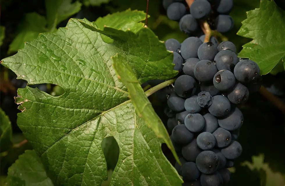 El Pinot Noir es una de las 20 variedades más populares de Argentina. - Ignacio Blanco / Los Andes