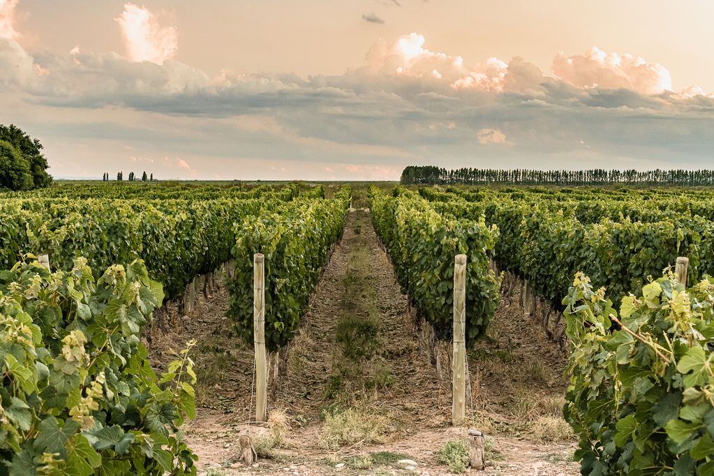 La idea de Santiago Mayorga es incorporar nuevas variedades a los viñedos. - Gentileza