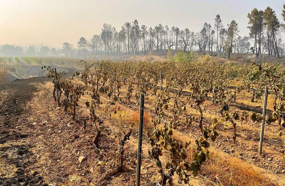 Los incendios consumieron más de 15.000 hectáreas en la región de Provenza. - Instagram