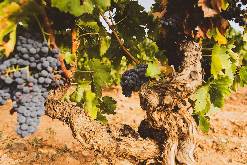 Con esta uva se producen vinos tintos y rosados, monovarietales o cortes. -Imagen web.