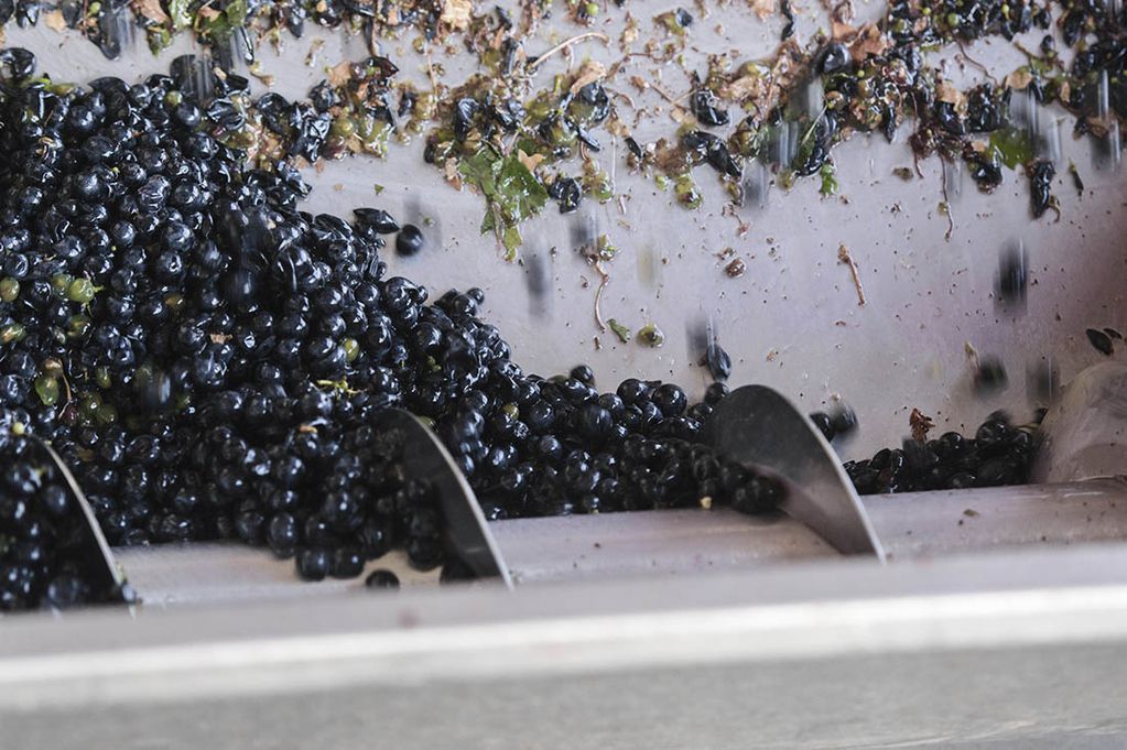El Malbec representa el 65% de las exportaciones de vinos fraccionados.
(Foto: Ignacio Blanco/Los Andes)