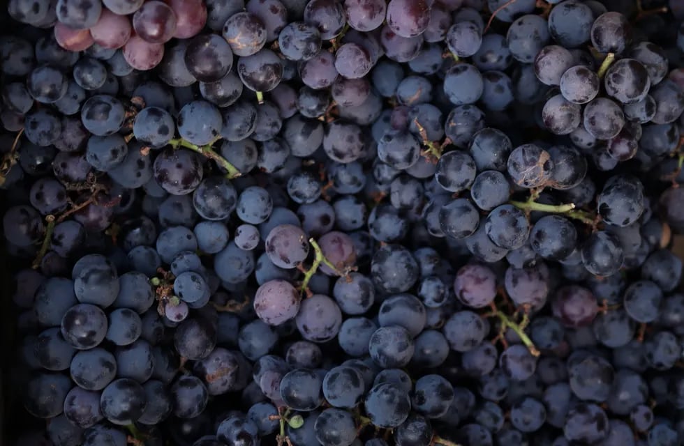 Esta es la cantidad ideal de uva que se necesita para hacer una botella de vino