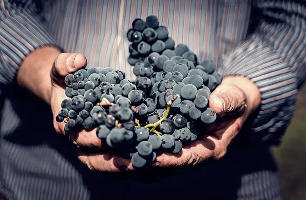 Esta variedad está revolucionando la viticultura.