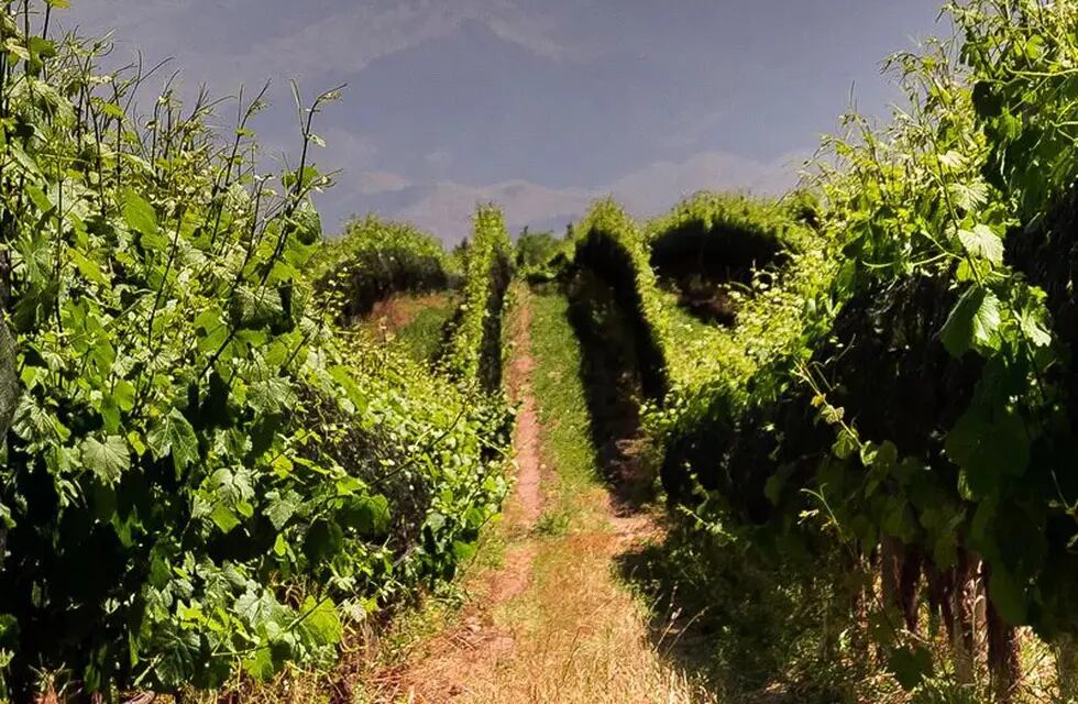 Los viñedos orgánicos de Domaine Bousquet, de donde sale uno de los mejores del mundo. -Gentileza.