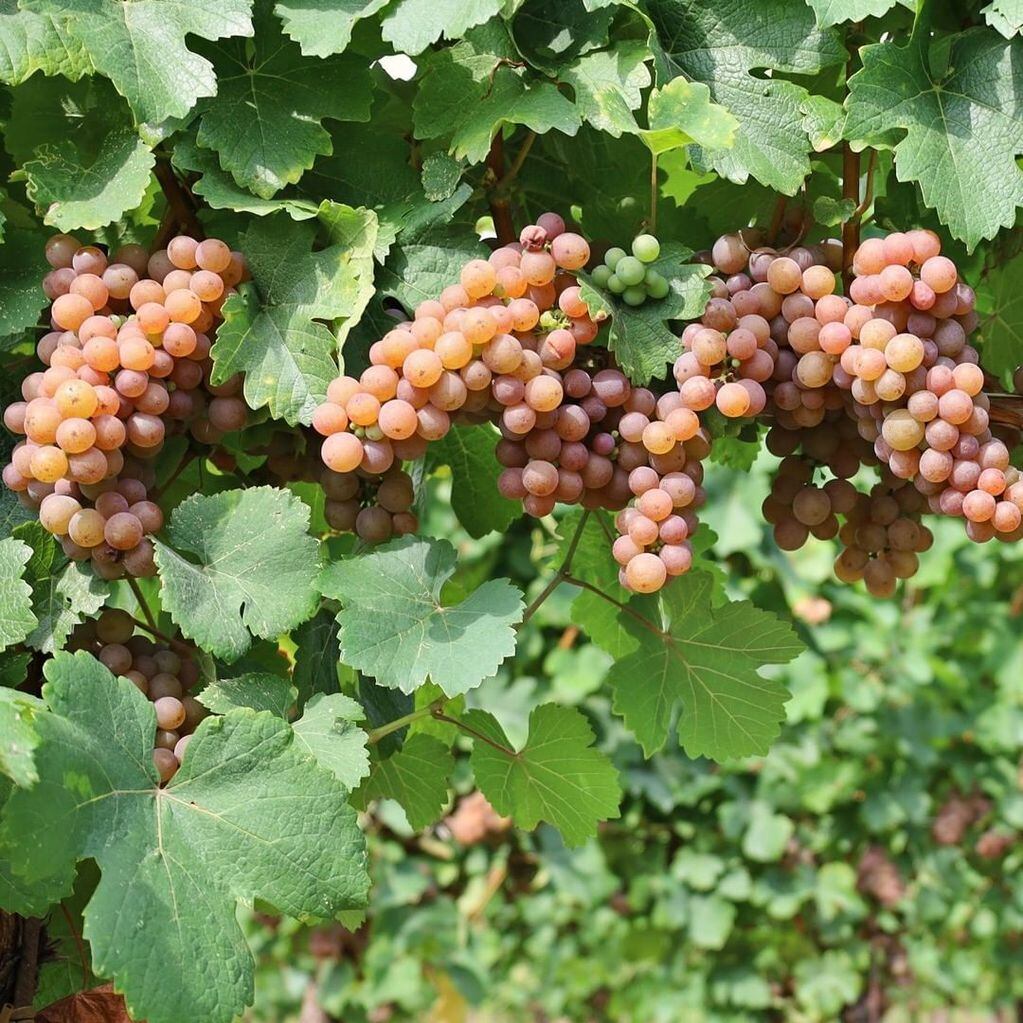 La uva Pinot Gris es prácticamente idéntica a la Pinot Noir y nació de su mutación. -Gentileza.  
