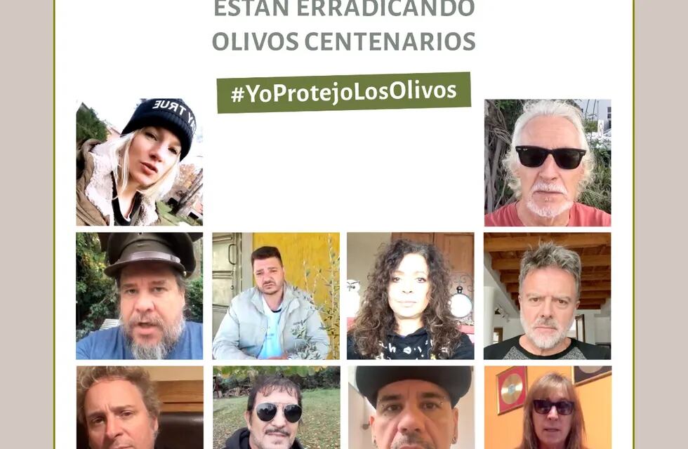 #YoProtejoLosOlivos: la campaña que alerta sobre su tala indiscriminada