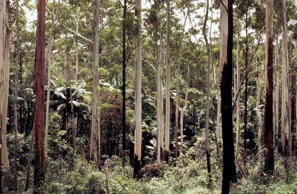 Bosque de Victoria, Australia. Imagen ilustrativa.