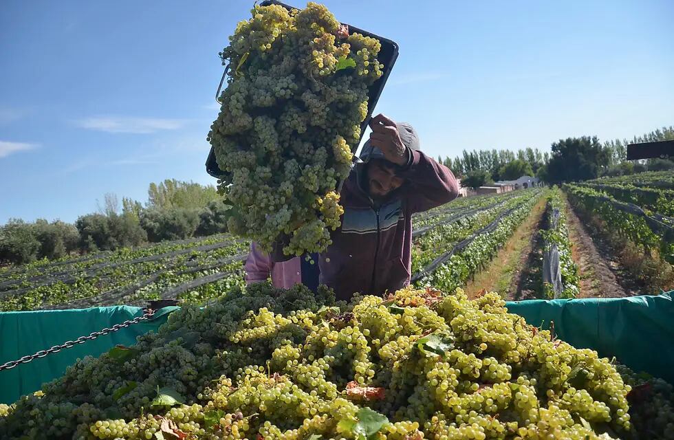 Mendoza concentra más del 80% de las hectáreas de Chardonnay del país. - Archivo / Los Andes
