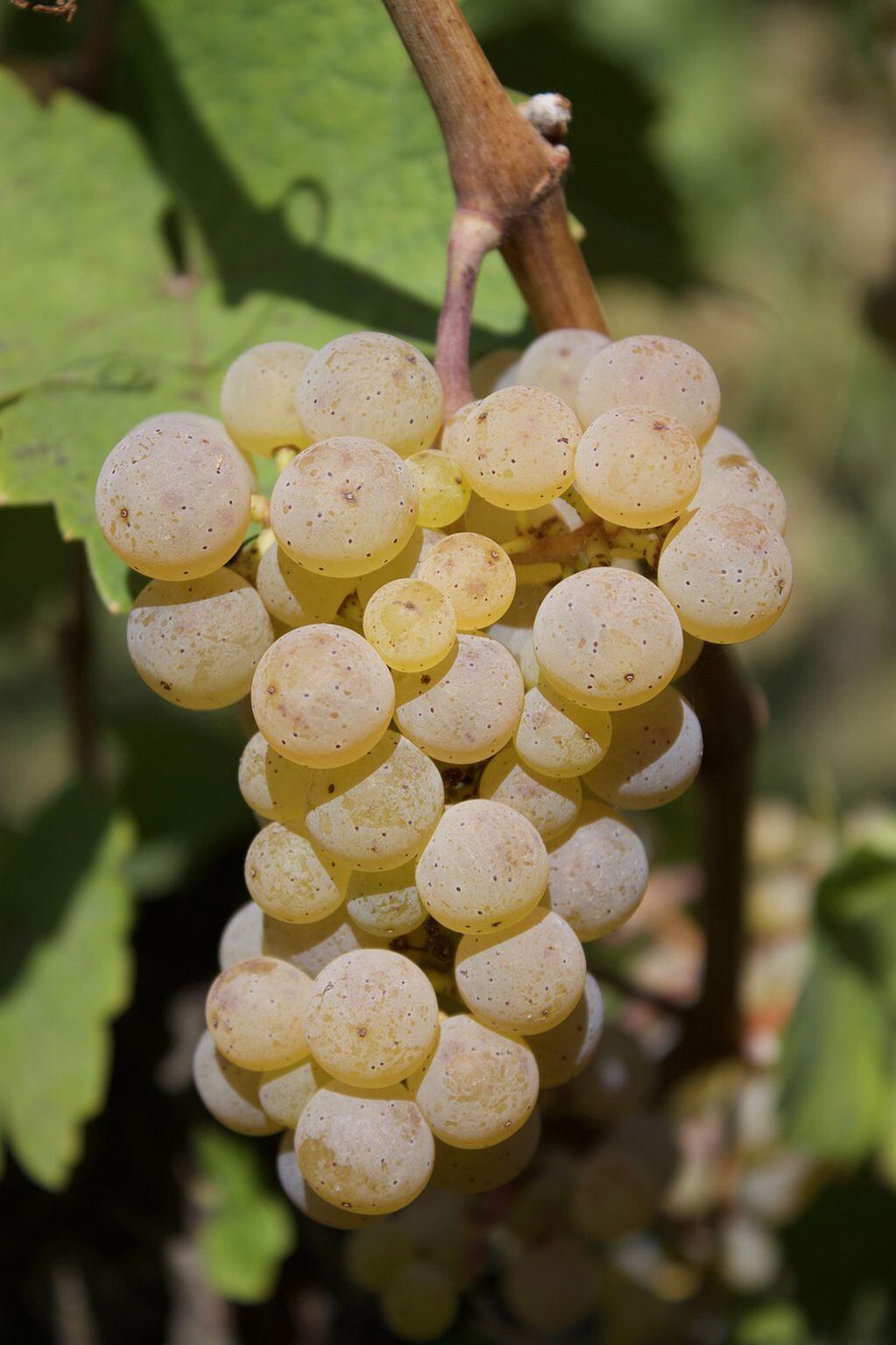 El Riesling es un varietal de uva blanca originaria de la región del Rin, Alemania. - Gentileza
