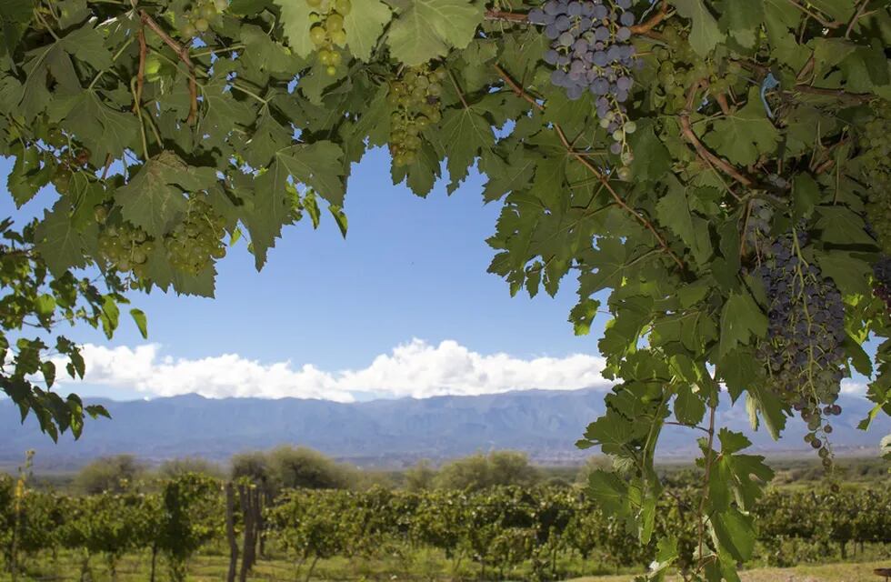 La ruta del vino tucumana propone un recorrido por 14 bodegas. - Gentileza / Télam