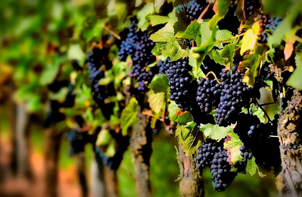 La uva Criolla nació en estas latitudes y produce vinos de gran calidad para brindar en este día patrio. Foto: D. Kurz,