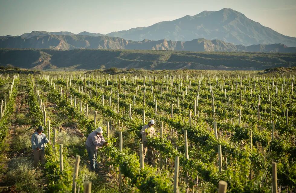 Los valles fríos de San Juan han aportado otra cara de la vitivinicultura de esa provincia. - Gentileza