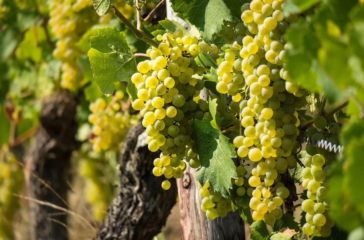 La uva Sauvignon Blanc nació en Francia y ahora es la octava más sembrada en el mundo. -Imagen web