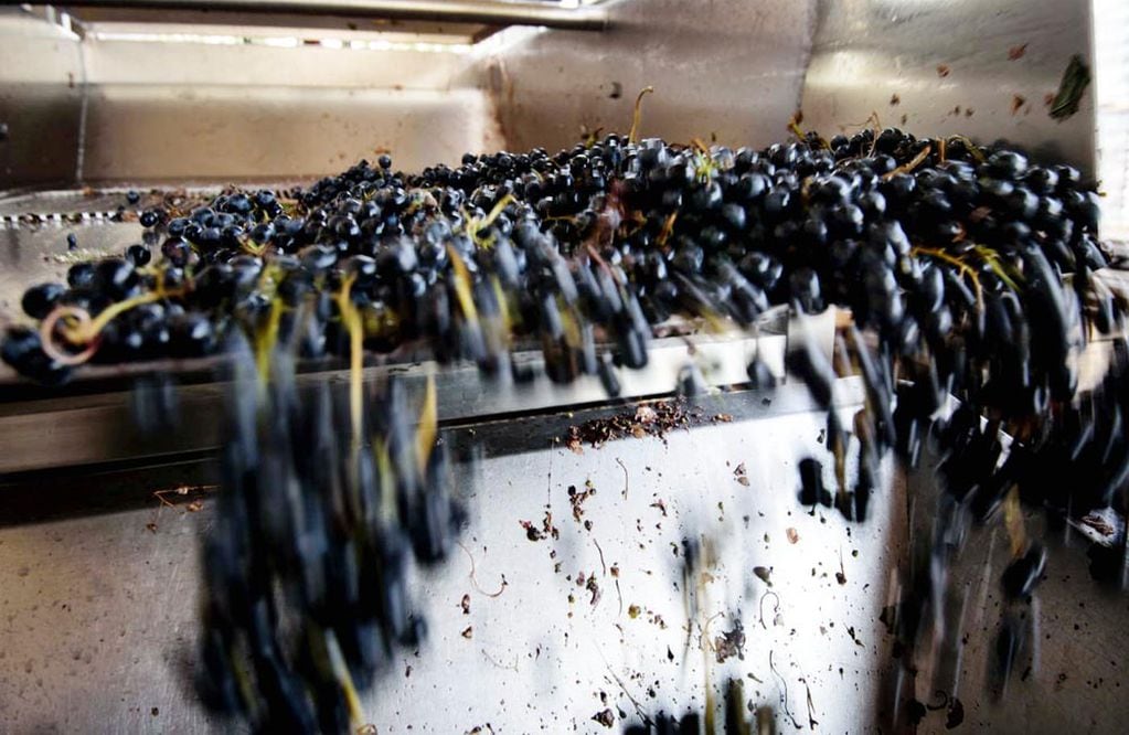 Para este año, la baja en la producción de uva sería de alrededor del 13%.  - Archivo / Los Andes