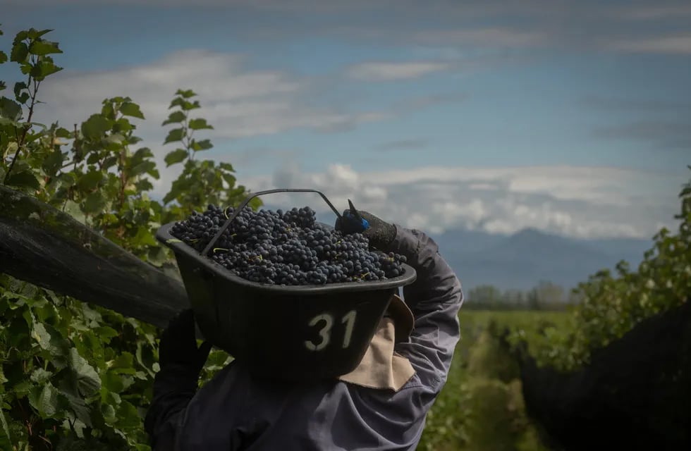 La cosecha 2022 será una de las peores de los últimos años. - Ignacio Blanco / Los Andes

Foto: Ignacio Blanco / Los Andes