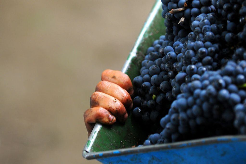 La uva fue usada para vinos regulares pero sus monovarietales son exquisitos. Opciones para degustar.