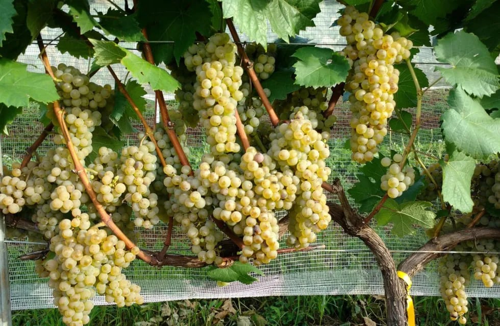 La uva que podría salvar al vino del cambio climático.