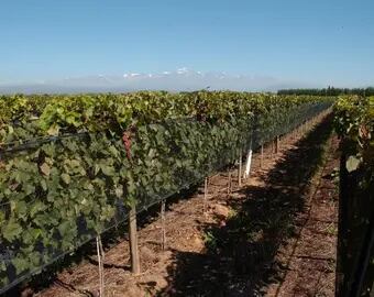 La vitivinicultura en el camino de la sustentabilidad