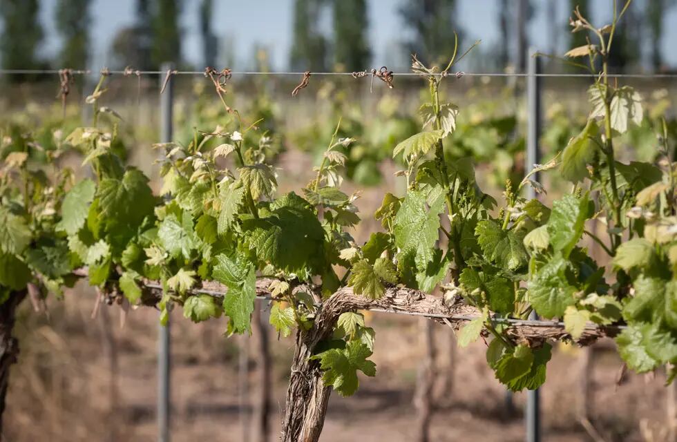 Sacarían un porcentaje de viñedos franceses para contrarrestar la mala temporada que atraviesa el sector frances. Imagen ilustrativa. Foto: Ignacio Blanco / Los Andes