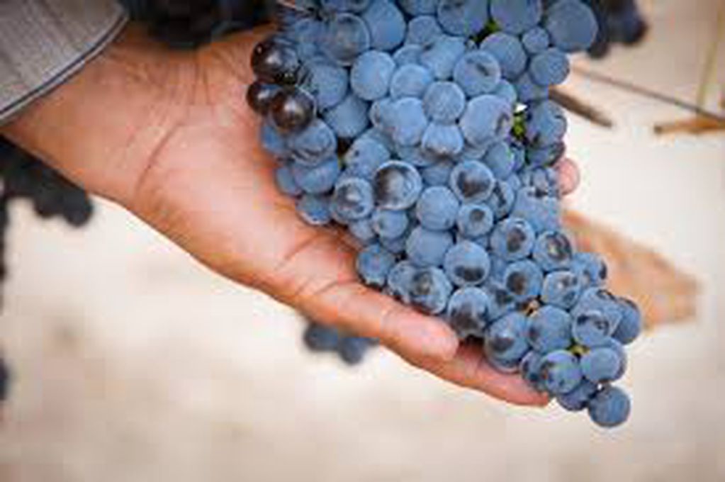 El tempranillo es un varietal que puede plantarse en muchas regiones vitivinícolas.