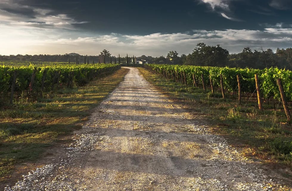 Una popular región francesa busca una alternativa para contrarrestar la producción de vino.