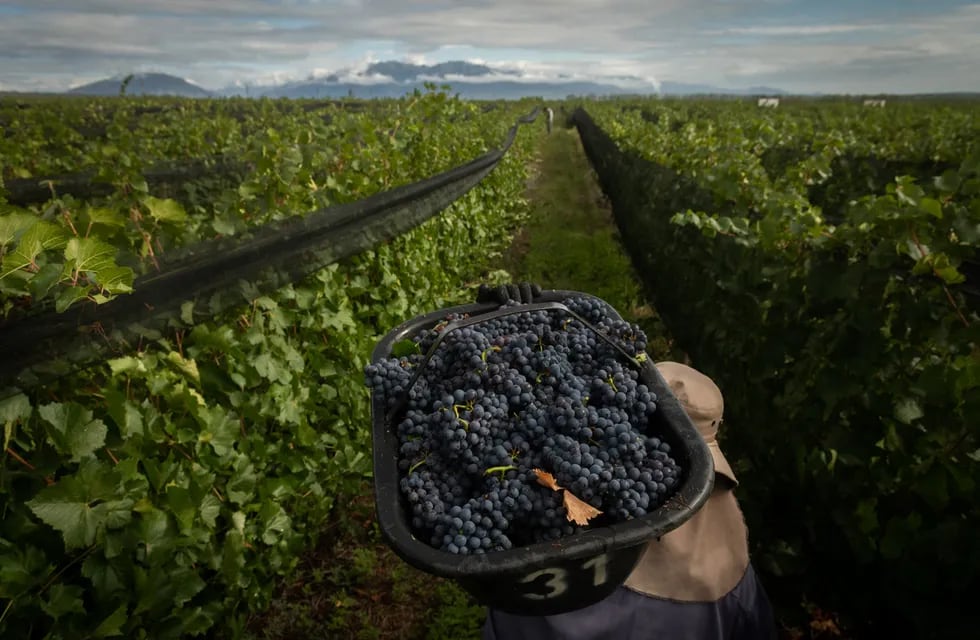 Gestionando el futuro del vino argentino, por Martín Hinojosa. - Foto: Ignacio Blanco / Los Andes