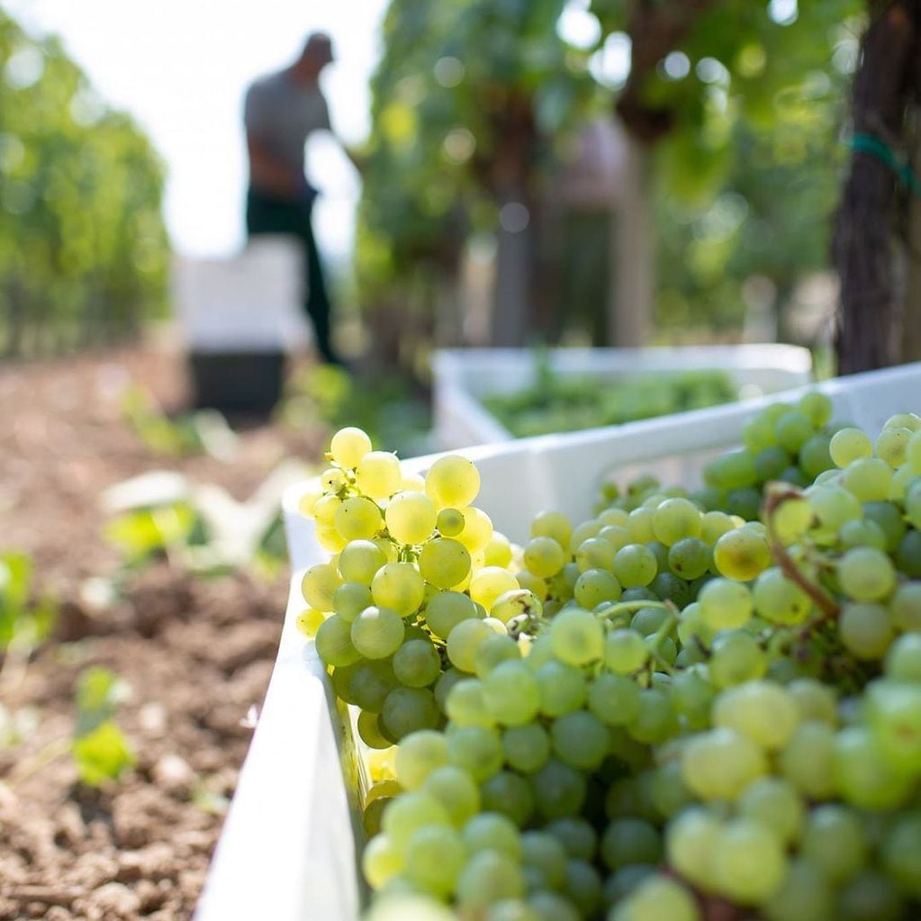 La cepa Furmint es la tercera más plantada en la región de Tokaj.