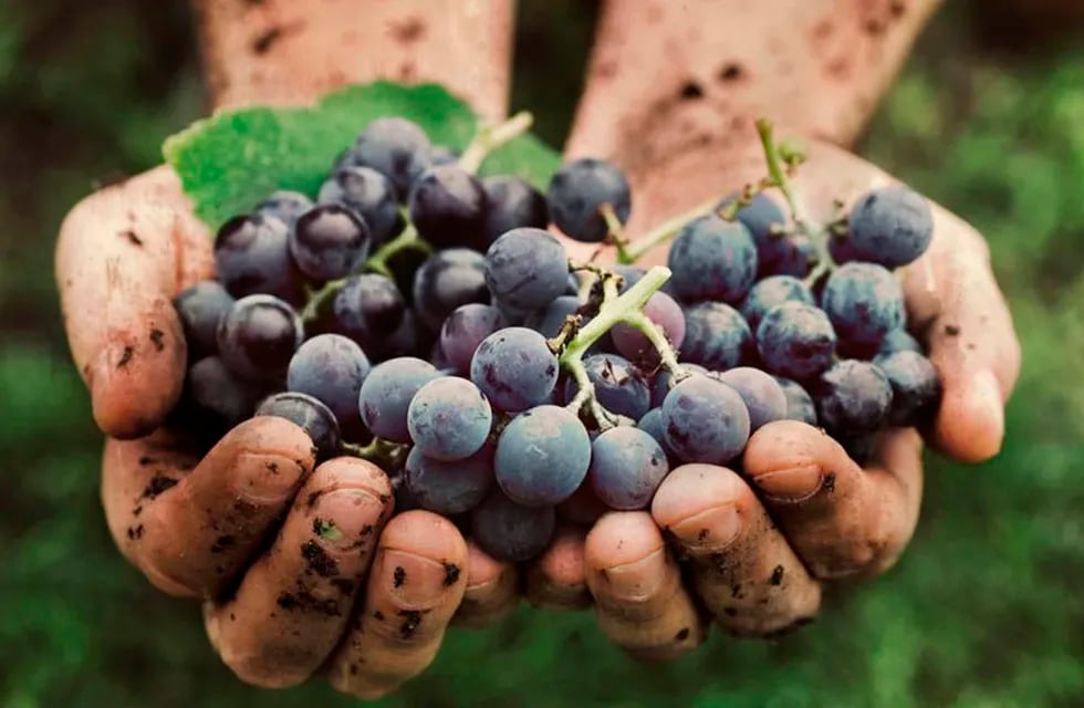 El vino más antiguo que se consumió en América.