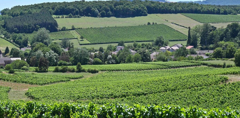 Francia: viñedos, imagen ilustrativa. 