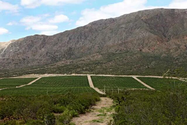San Juan tiene una nueva Indicación Geográfica de vino argentino