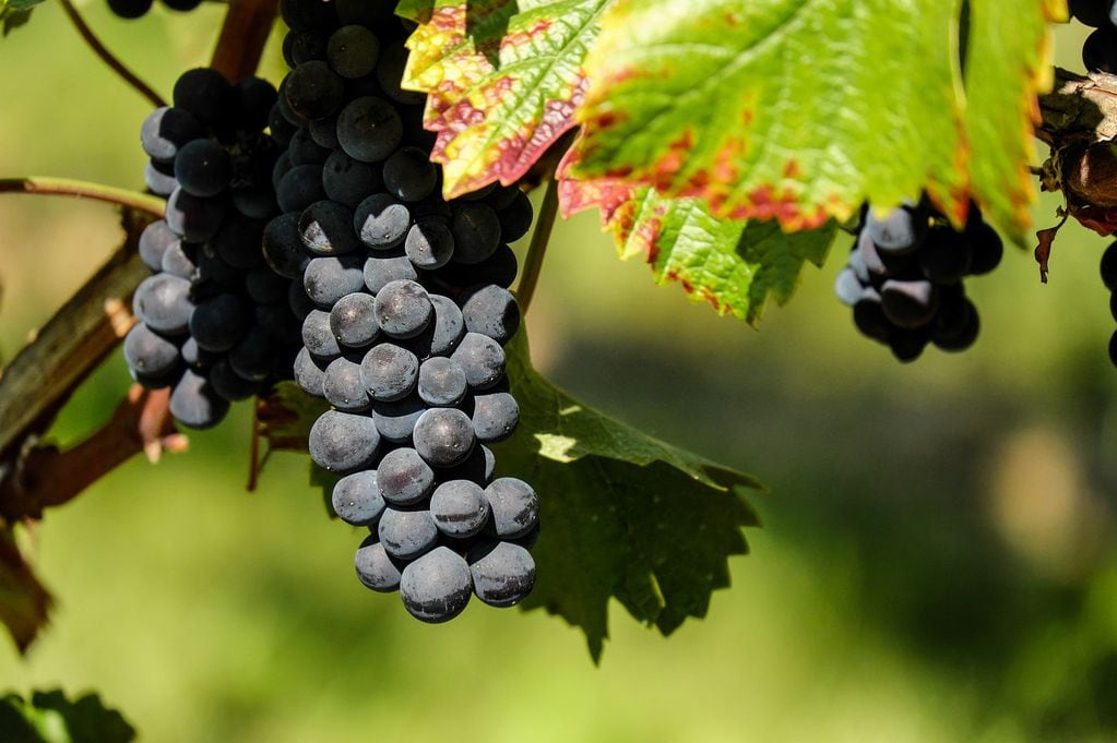 Los productores buscan reducir al menos un 10% de las 115,000 hectáreas destinadas a la viña.