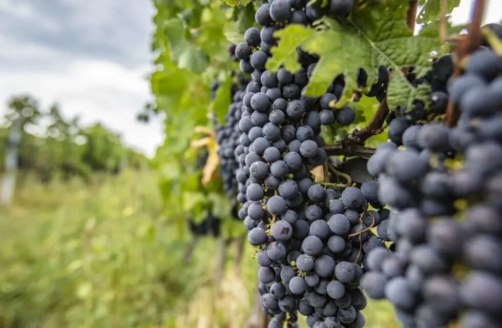 Argentina celebra la semana de la uva Bonarda. Su plantación, producción y consumo en números.
