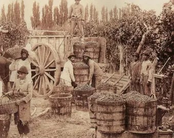  Pesando Las uvas (1890). Augusto Streich. Colección Abel Alexander.
