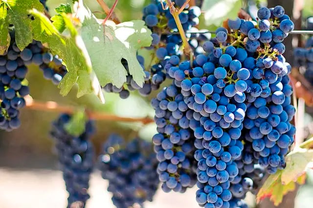 Bonarda: el resurgir de una de las uvas más importantes de Argentina