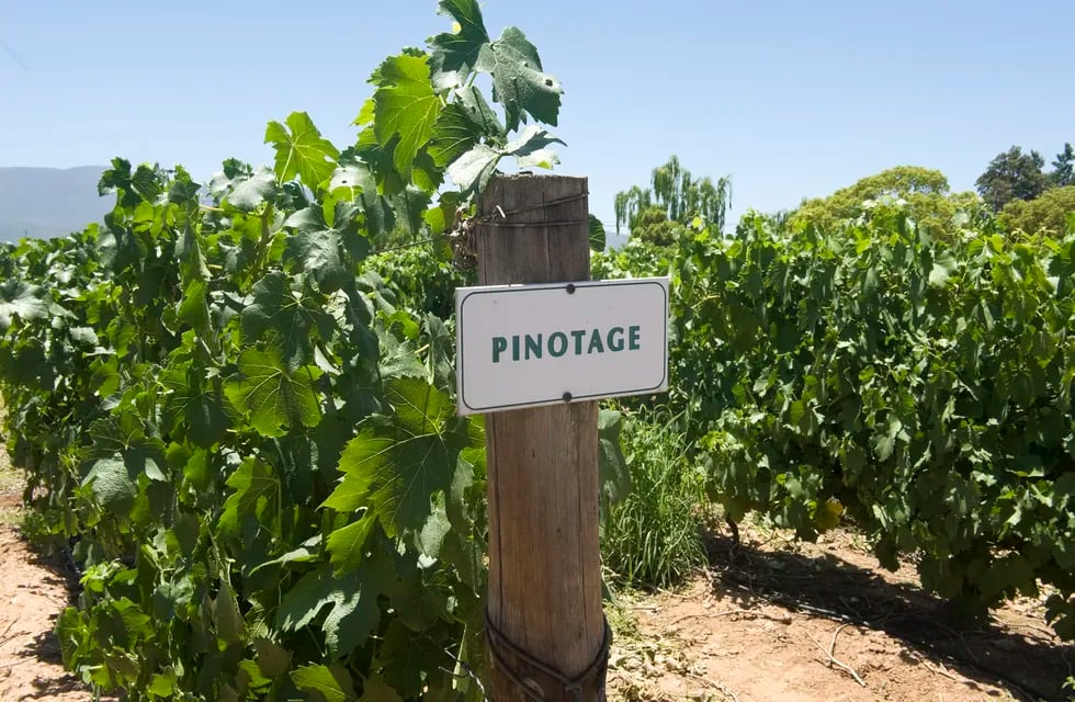 Uva Pinotage de un viñedo en Sudáfrica. Gentileza Wine Enthusiast.