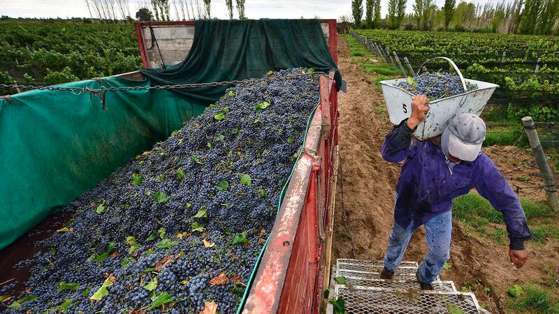 El Gobierno pone piso al precio de las uvas criollas y malbec