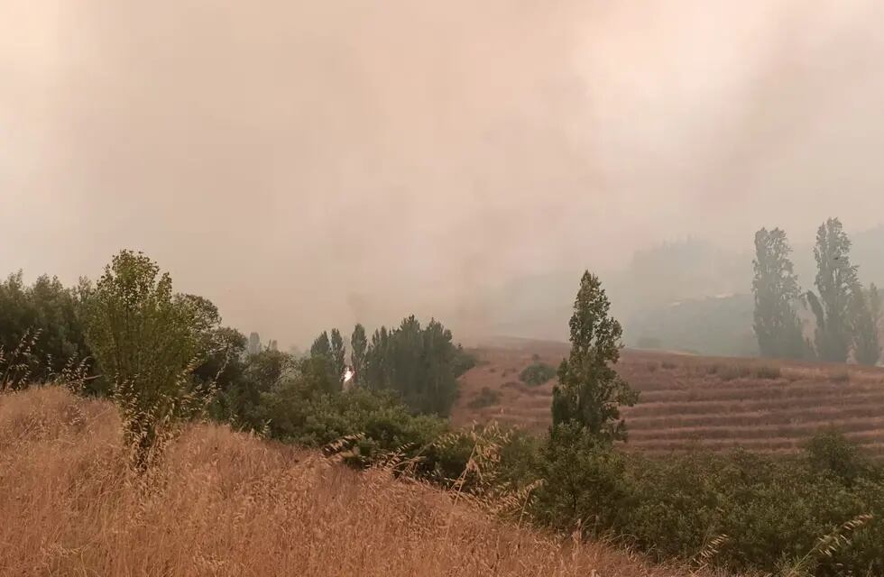 Valle del Itata tiene más del 25% de viñedos afectados por el incendio.