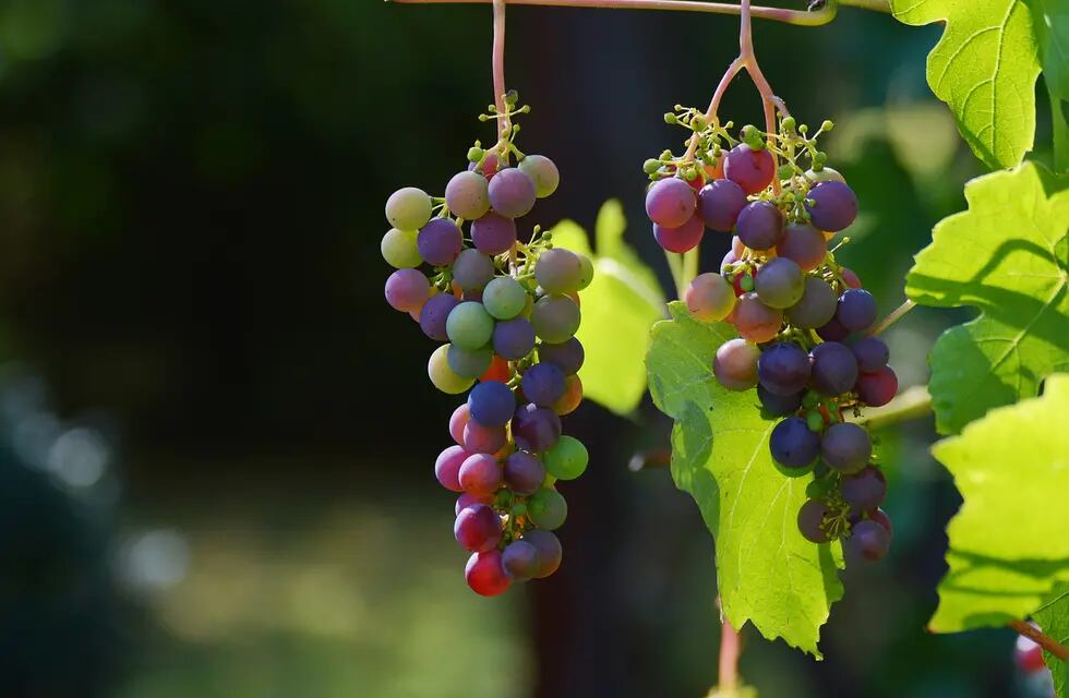 Calentamiento global en Francia. Qué harán los viticultores para contrarrestar el impacto en los viñedos.
