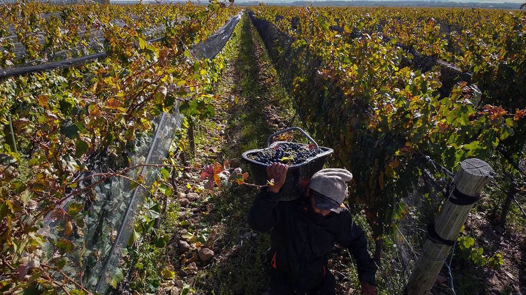 El Malbec es el varieta más exportado por Argentina al mundo vitivinícola. 