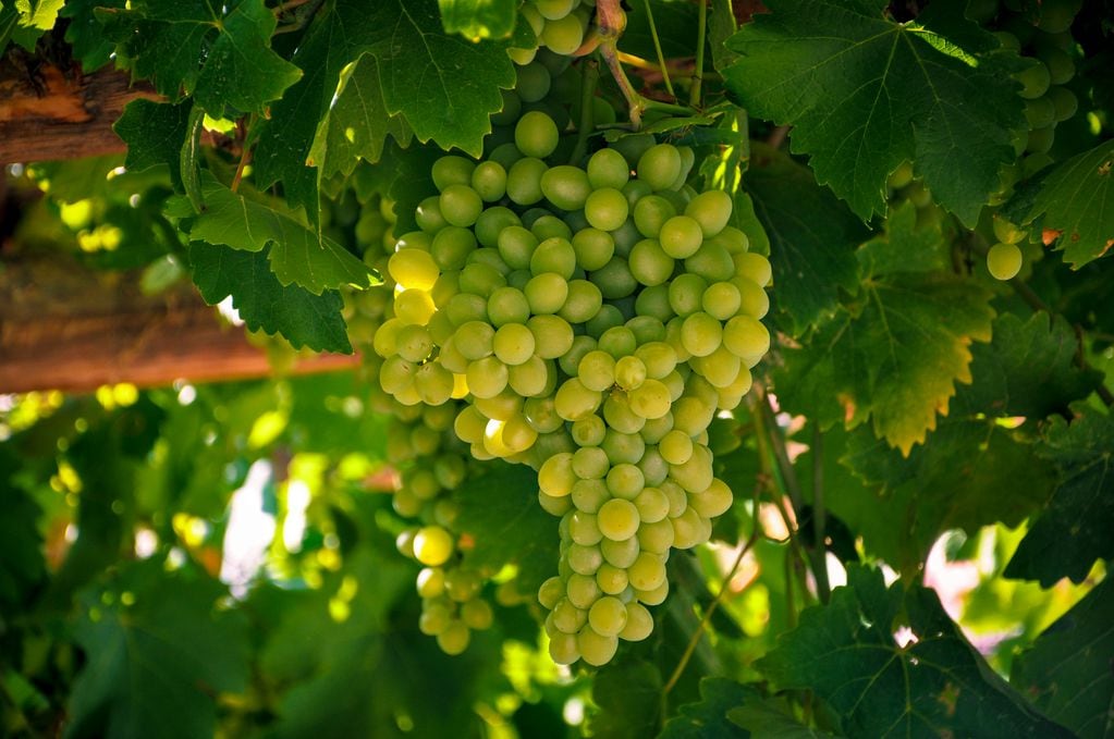La uva Cahrdonnay es la tercera variedad blanca, mas cultivada.