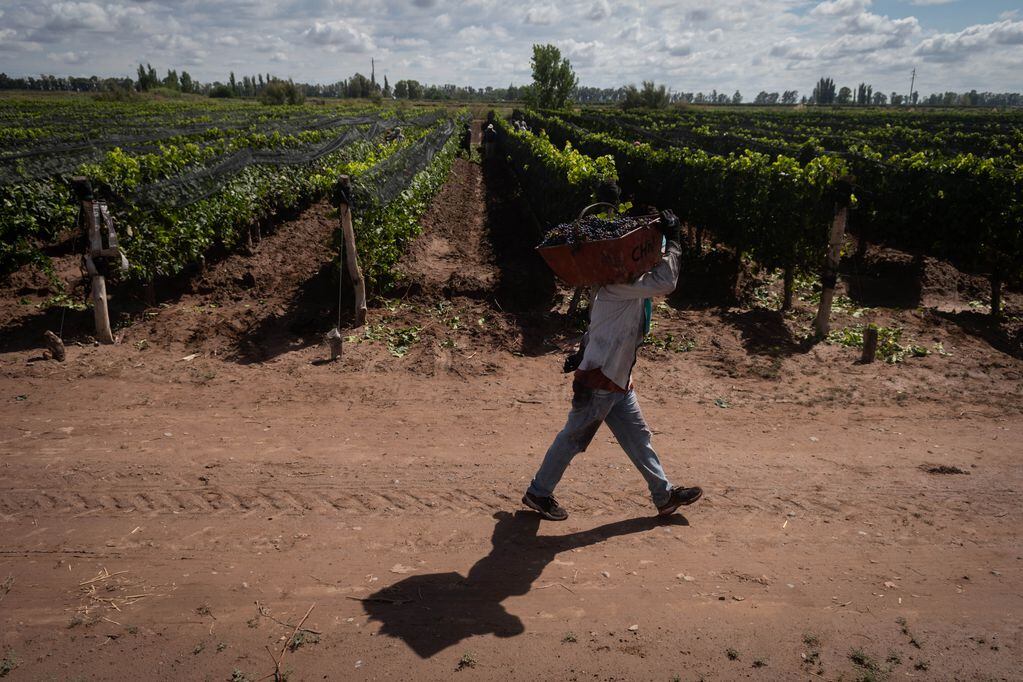 Algunas bodegas pueden esperar hasta diez años para usar los viñedos para sus vinos. - Ignacio Blanco / Los Andes
