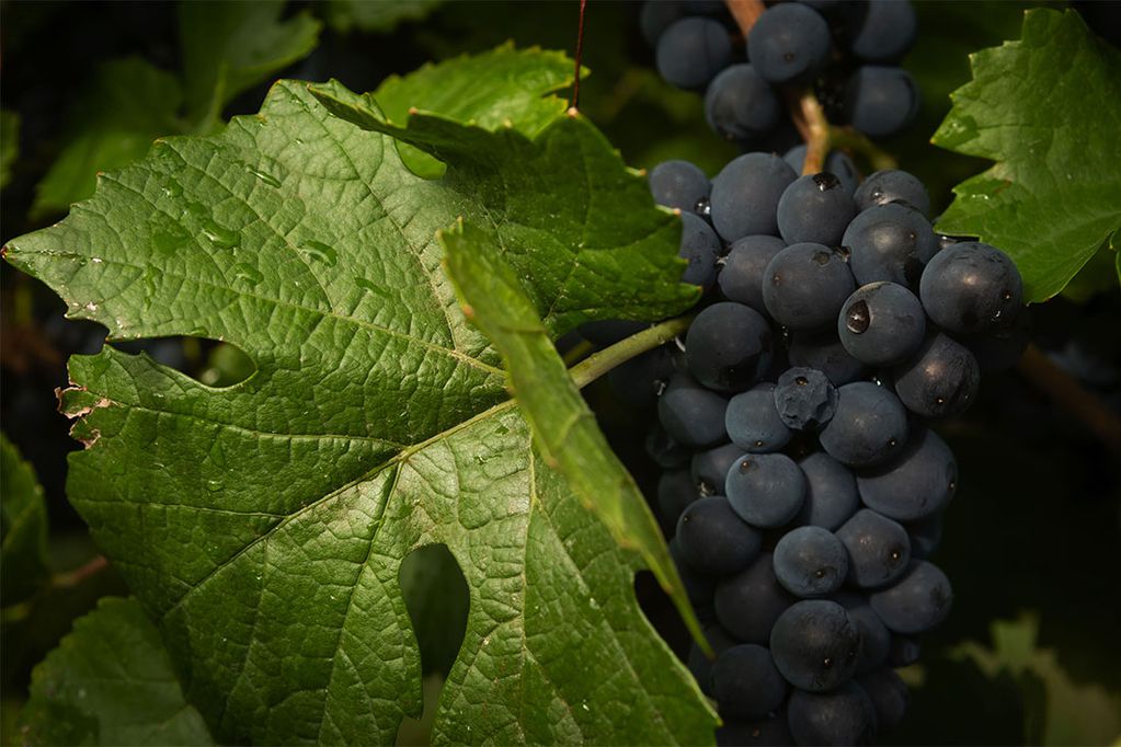 Las uvas Pinot Noir tienen su complejidad, pero los vinos que naces de ellas son muy elegantes. Foto: Ignacio Blanco / Los Andes