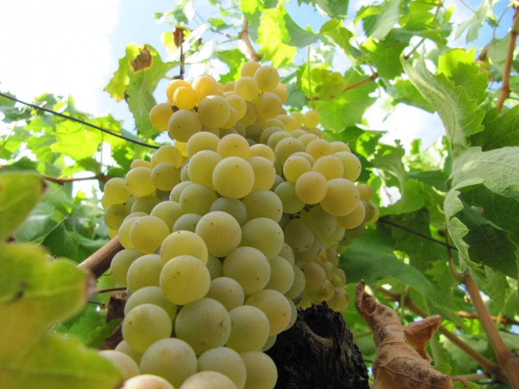 La uva Moscatel da origen a este vino. 