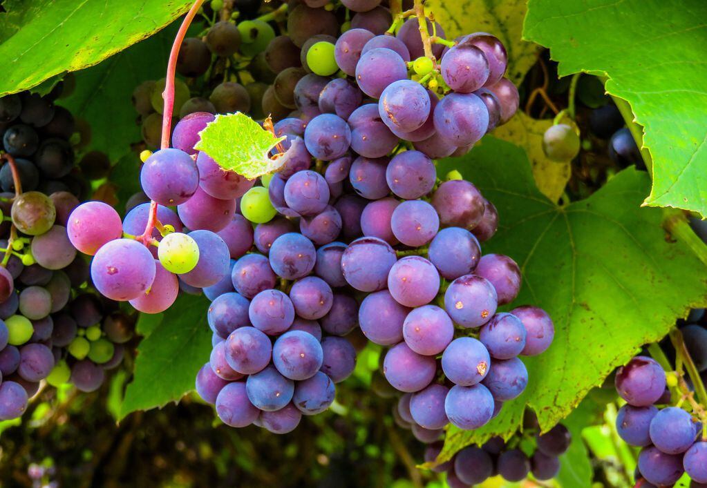 Lo que determina el color de un vino no es la pulpa, sino la piel de la uva.