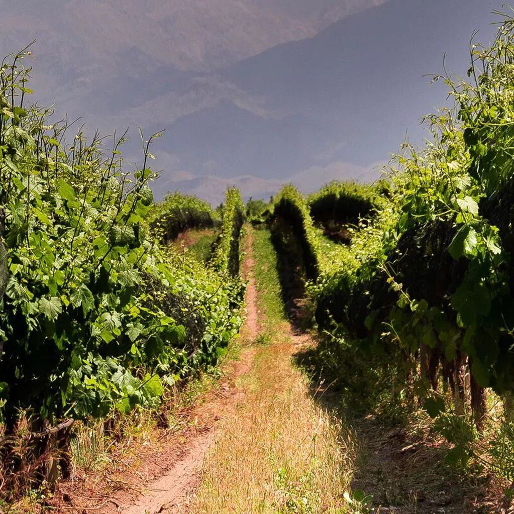 Los viñedos de la bodega Domaine Bousquet se destacan por su tratamiento orgánico certificado. -Gentileza.