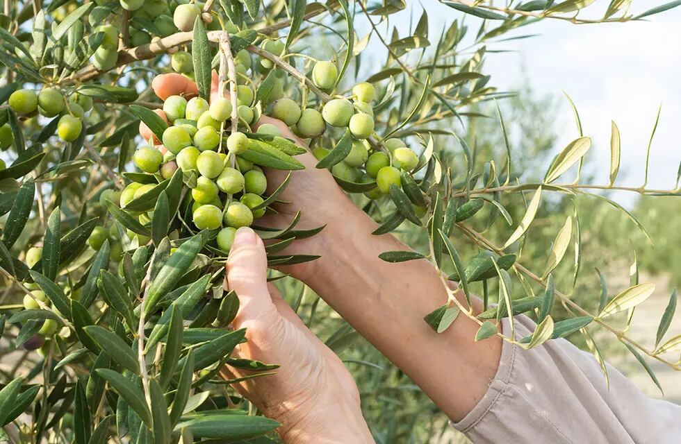 Olivicultura, qué es y cuáles son los beneficios del aceite de oliva.