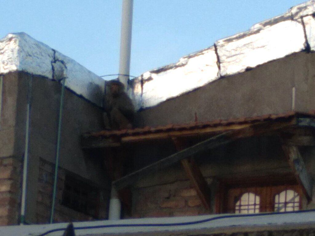 El mono se quedó en sentado en el techo de una casa y luego saltó al patio donde finalmente fue capturado.
