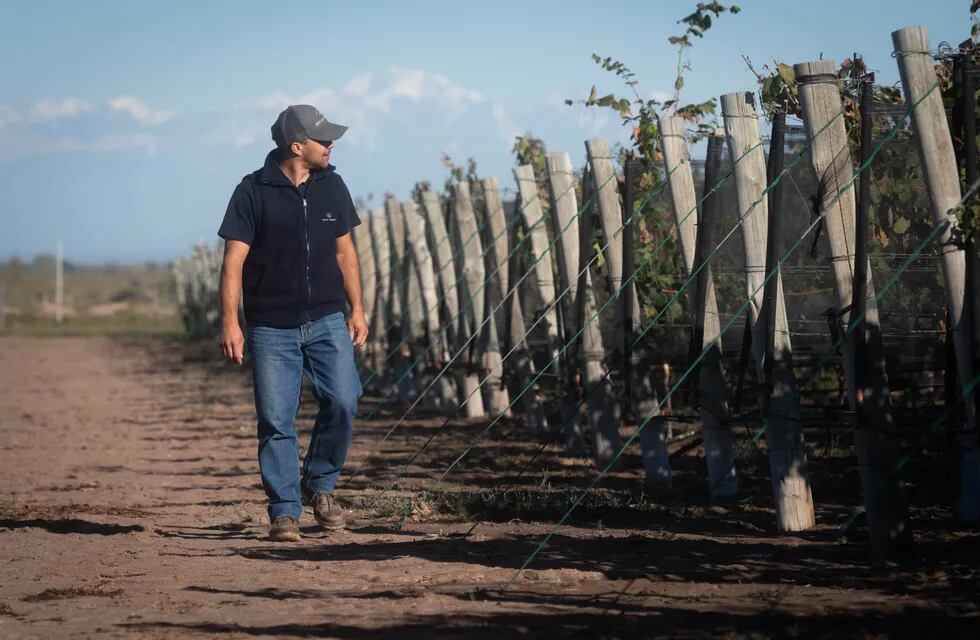 El Malbec se encuentra en los viñedos de todas las provincias vitivinícolas, pero principalmente en Mendoza. Foto: Ignacio Blanco / Los Andes