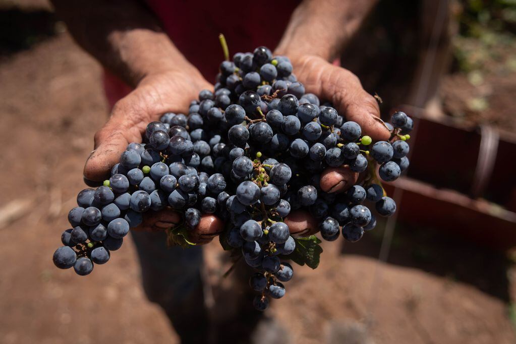 La tradición de comer doce uvas en Nochevieja tiene cientos de años de antigüedad. - Ignacio Blanco / Los Andes